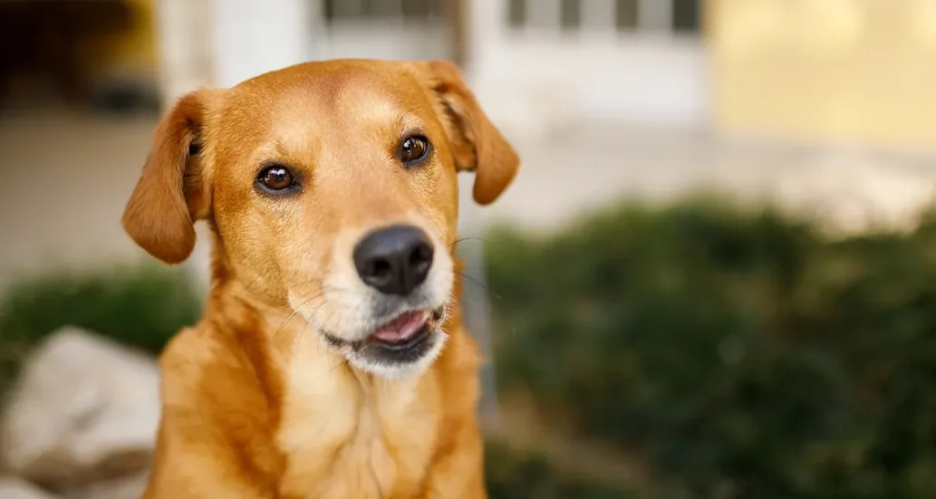 Retrato de cão caramelo sentado ao ar livre